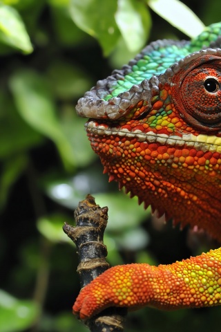 Multicolored Chameleon