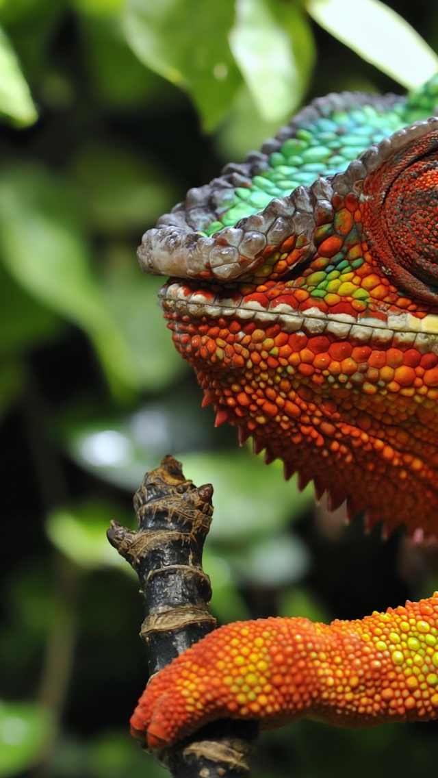 Multicolored Chameleon