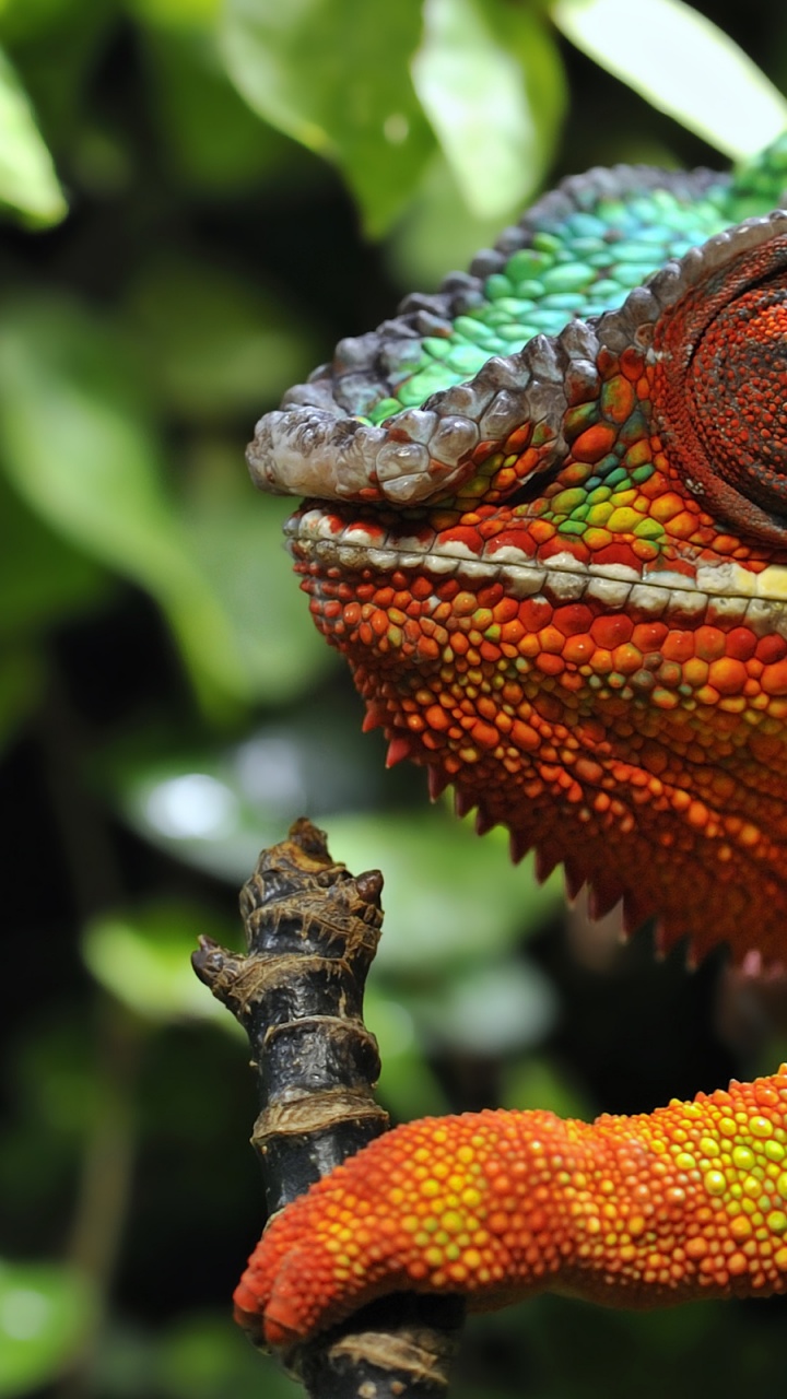 Multicolored Chameleon