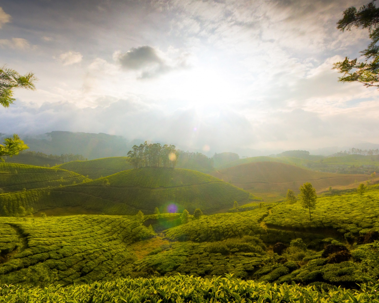 Munnar Hill Station Kerala India