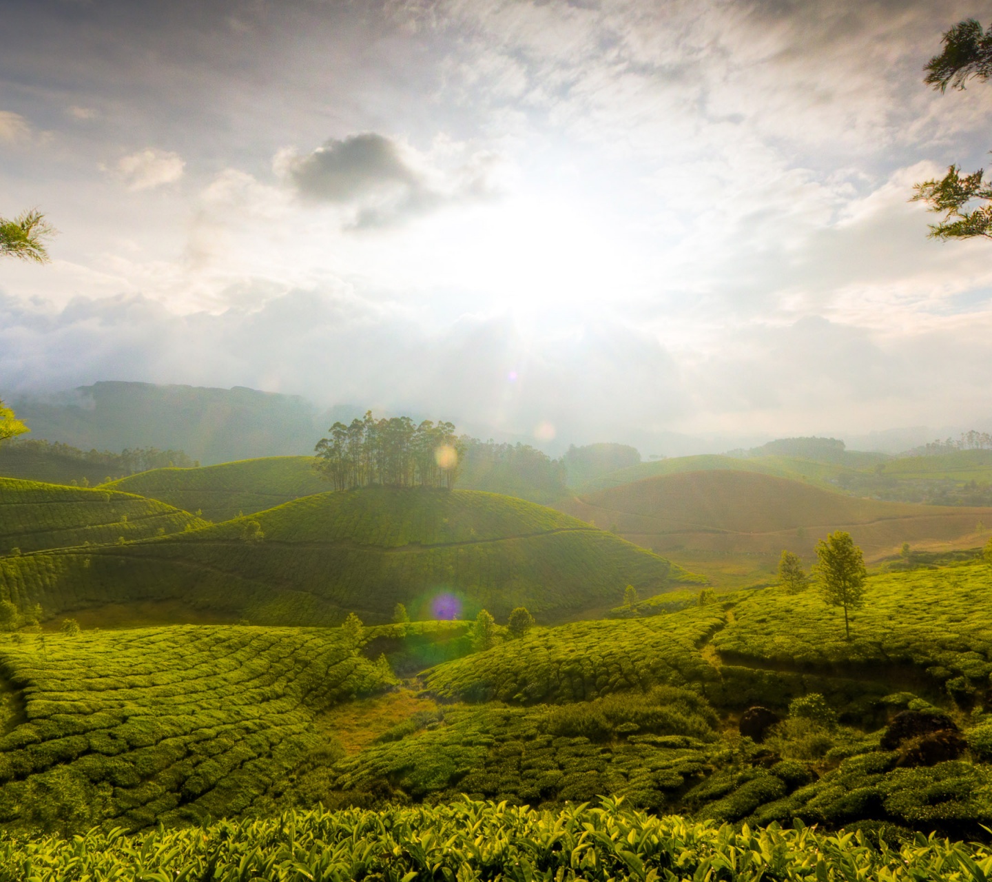 Munnar Hill Station Kerala India