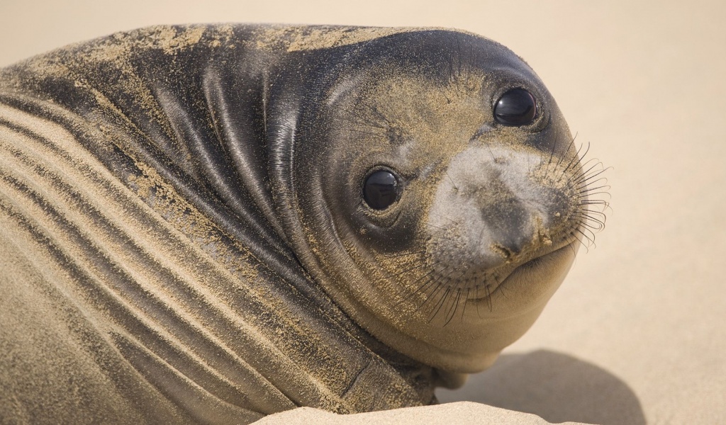 Muzzle Seal Eyes Look Sand