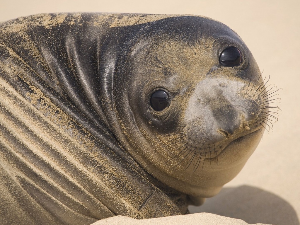 Muzzle Seal Eyes Look Sand