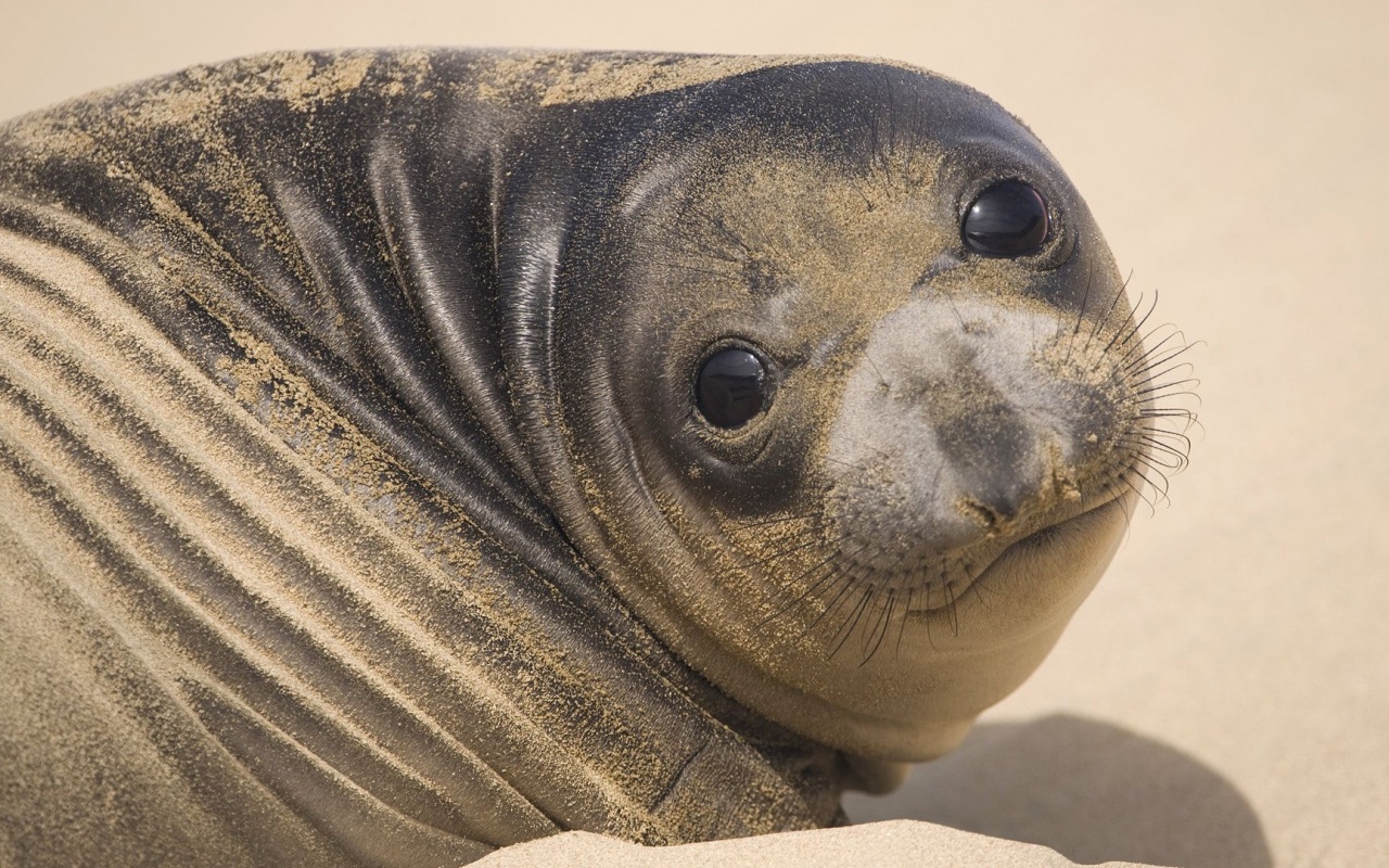 Muzzle Seal Eyes Look Sand