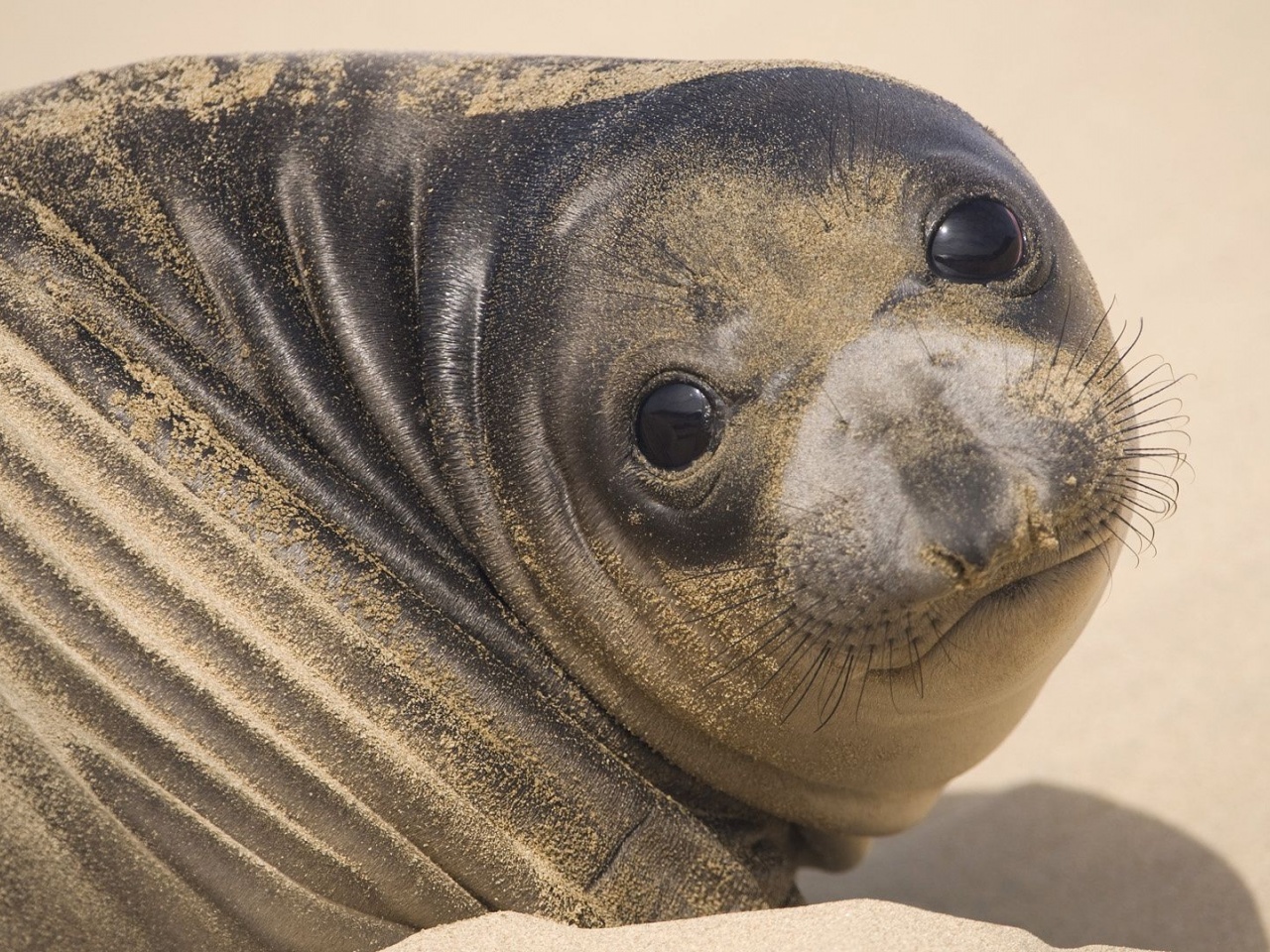 Muzzle Seal Eyes Look Sand