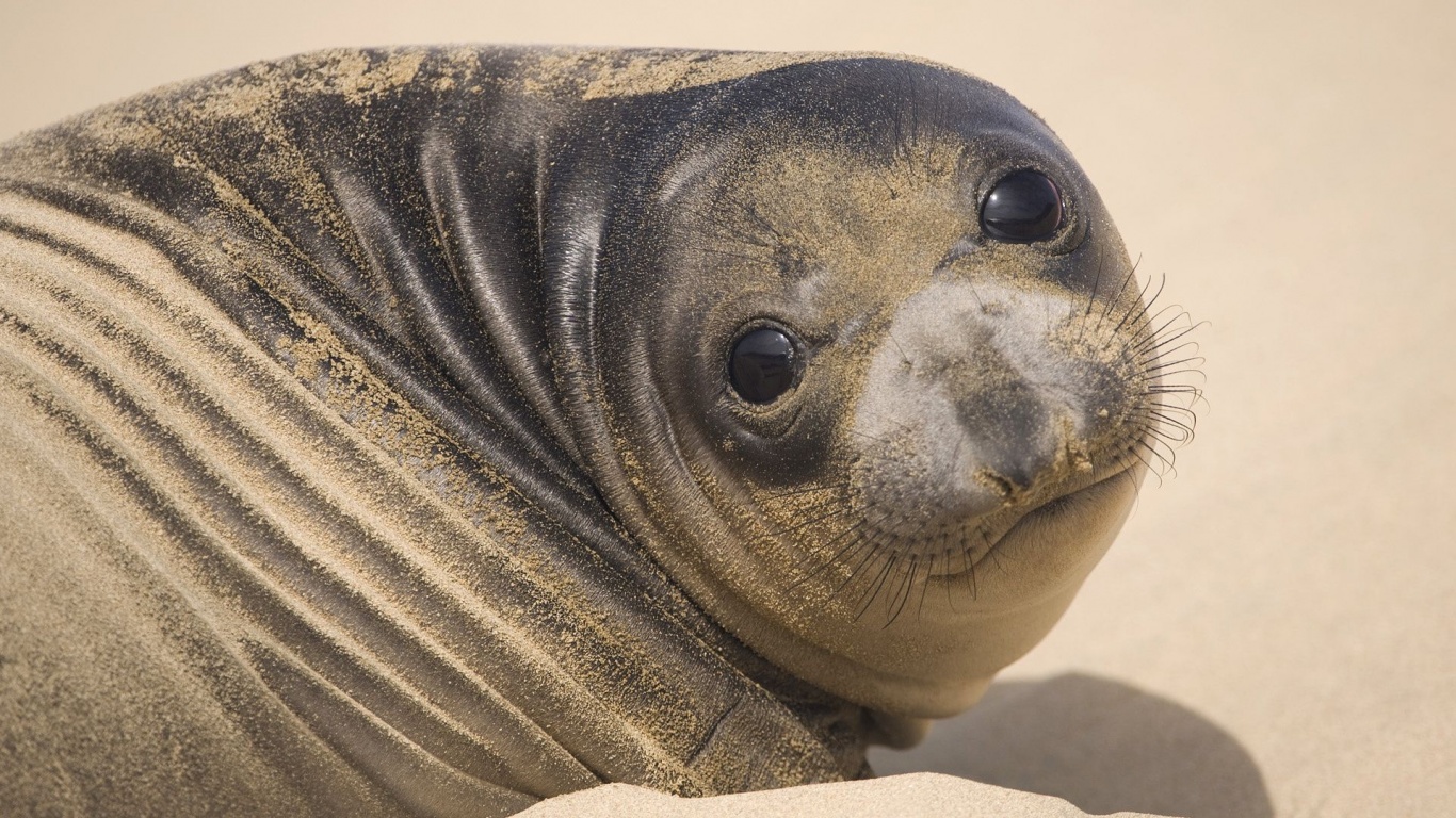 Muzzle Seal Eyes Look Sand