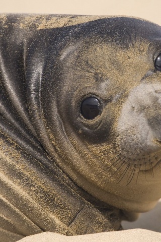 Muzzle Seal Eyes Look Sand