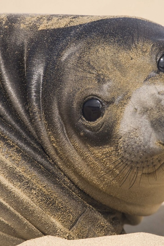 Muzzle Seal Eyes Look Sand