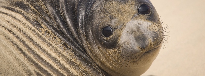 Muzzle Seal Eyes Look Sand