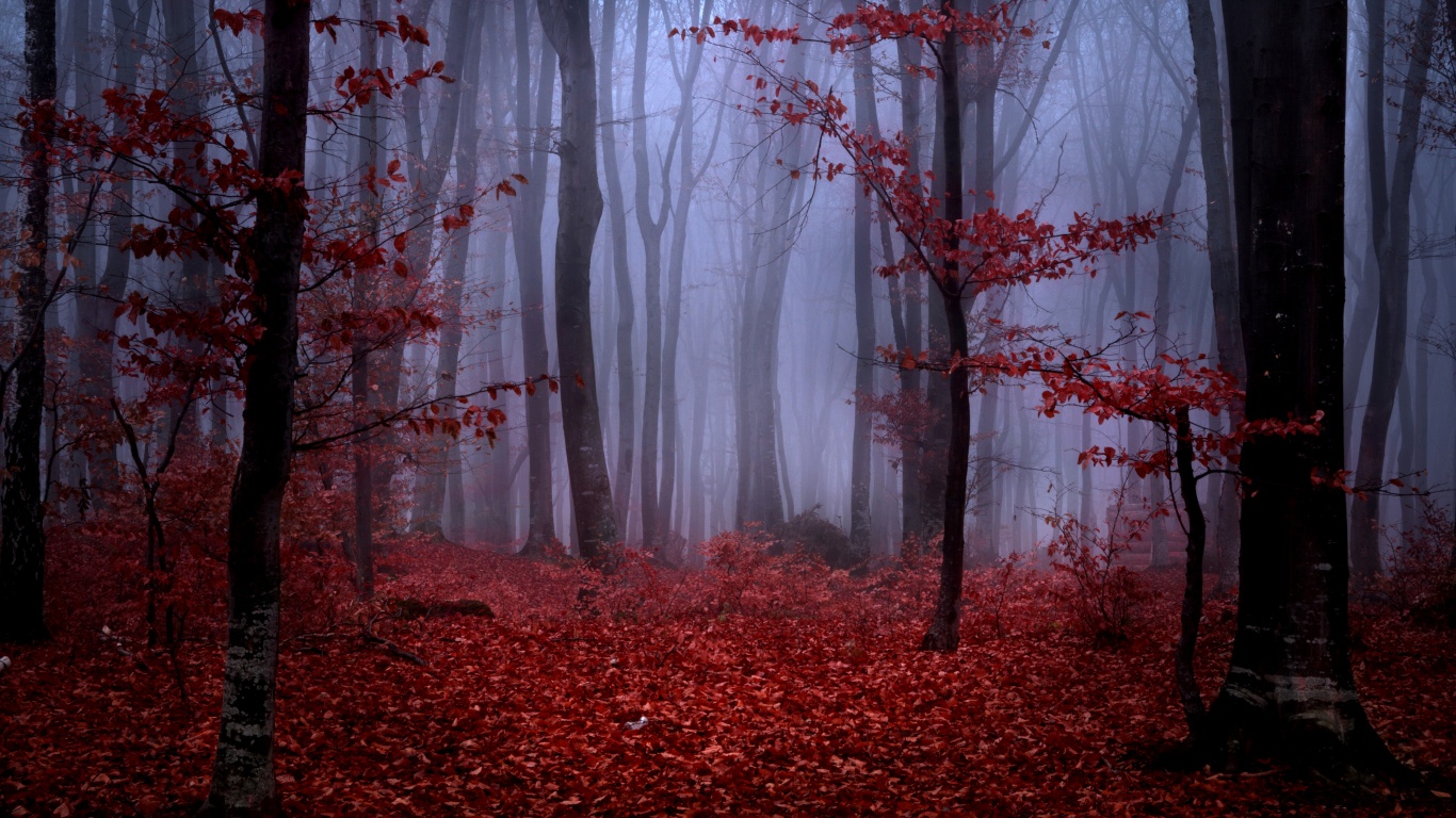 Mystical Foggy Forest In Autumn