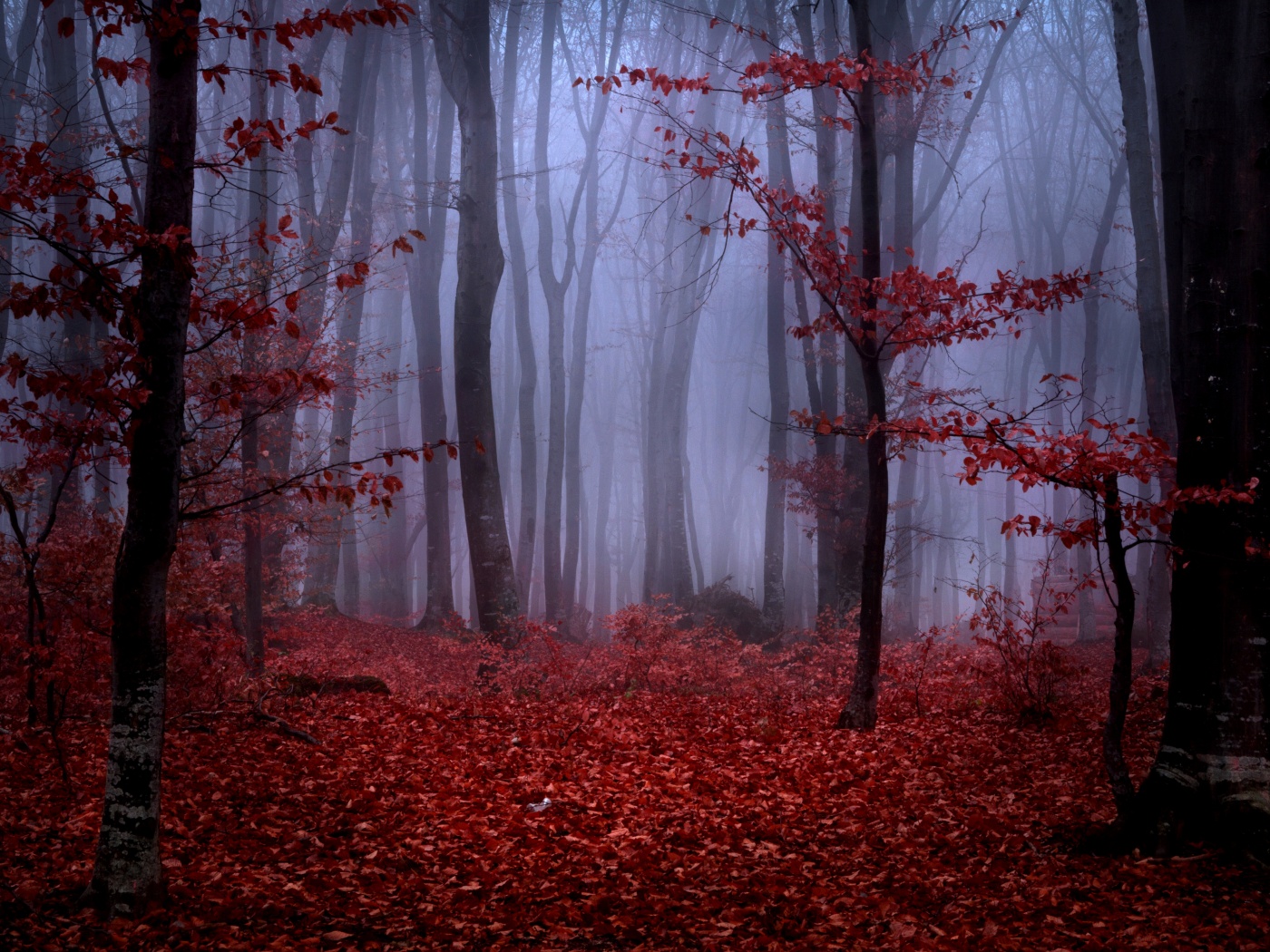 Mystical Foggy Forest In Autumn