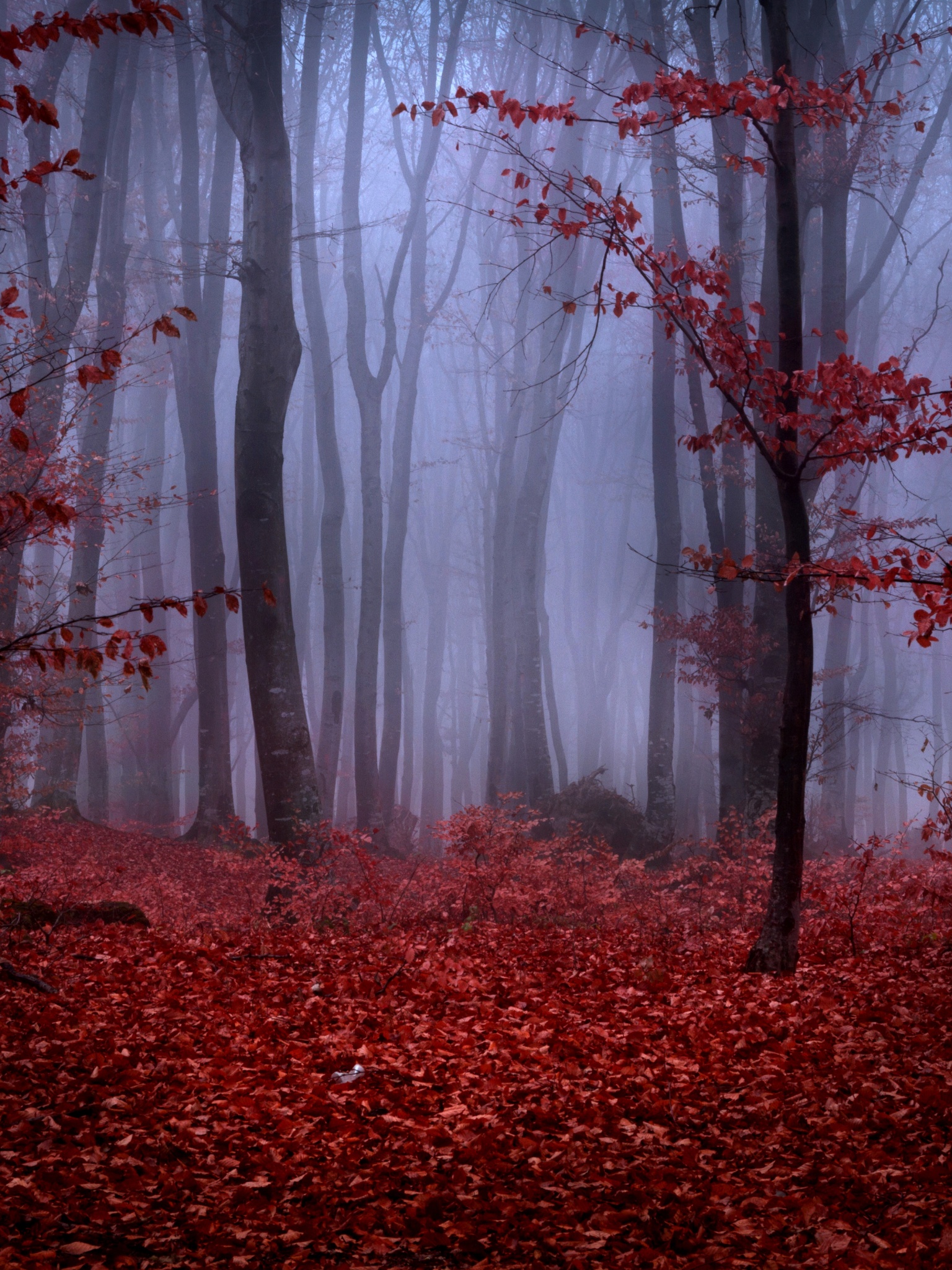 Mystical Foggy Forest In Autumn