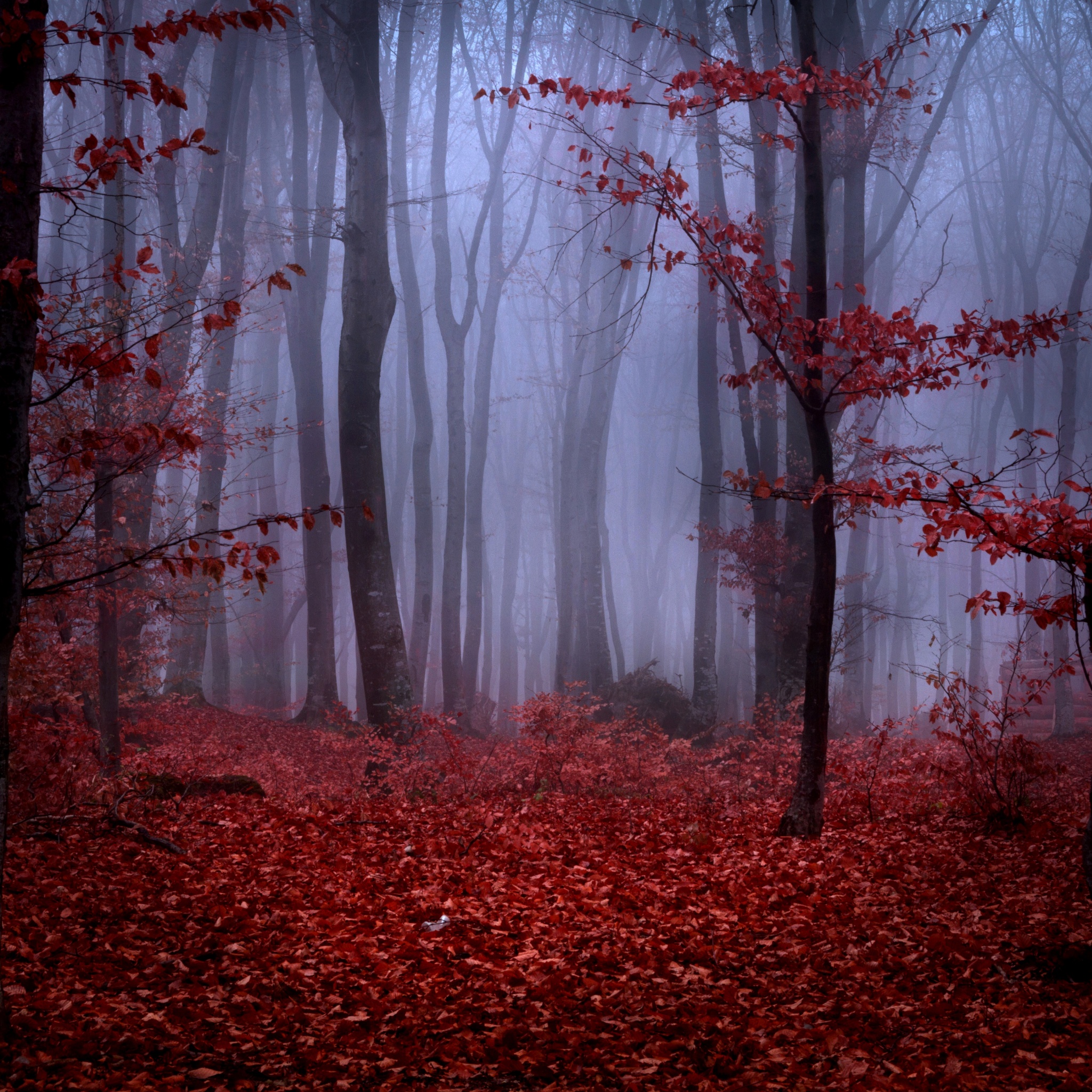 Mystical Foggy Forest In Autumn