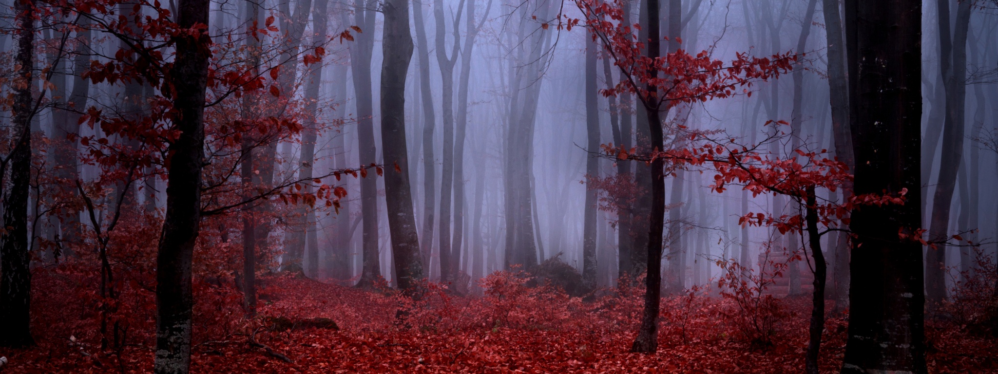 Mystical Foggy Forest In Autumn