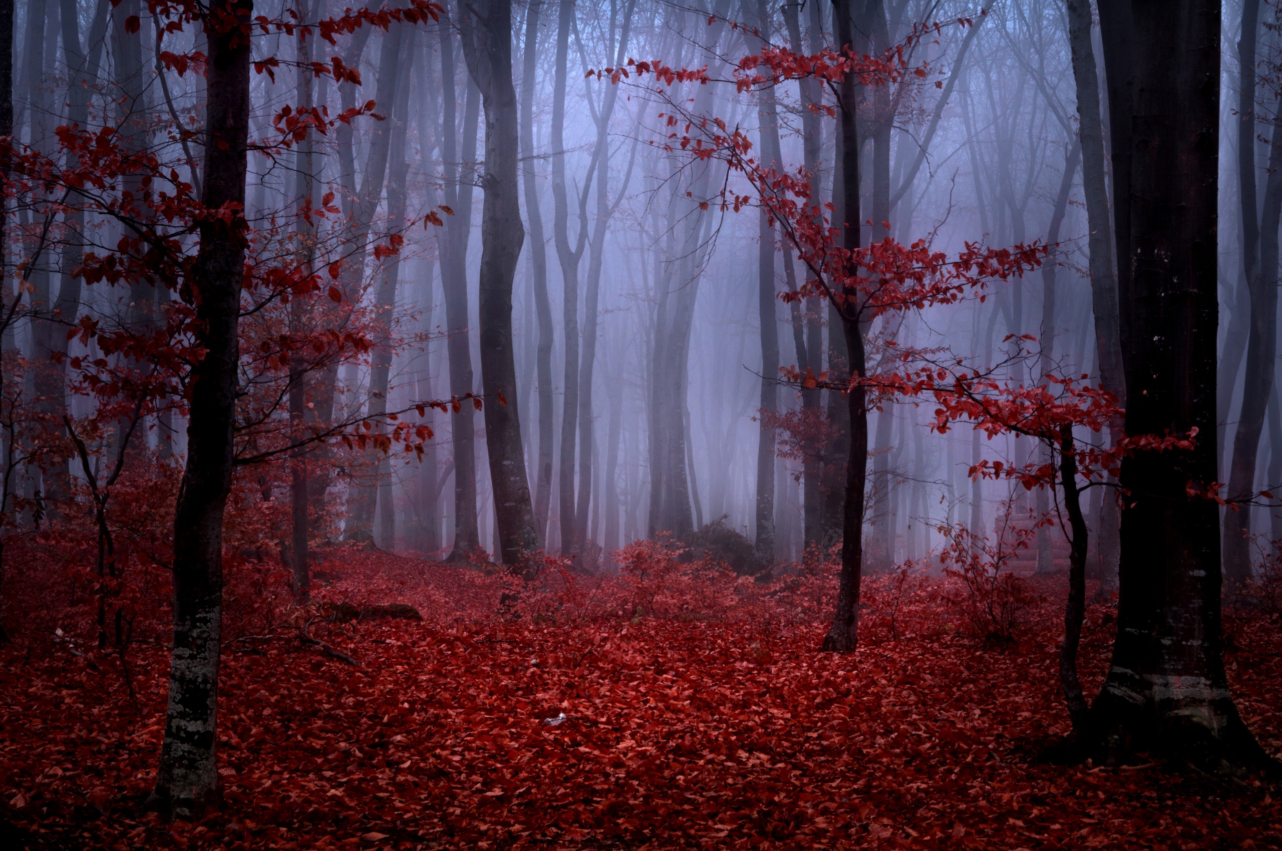 Mystical Foggy Forest In Autumn