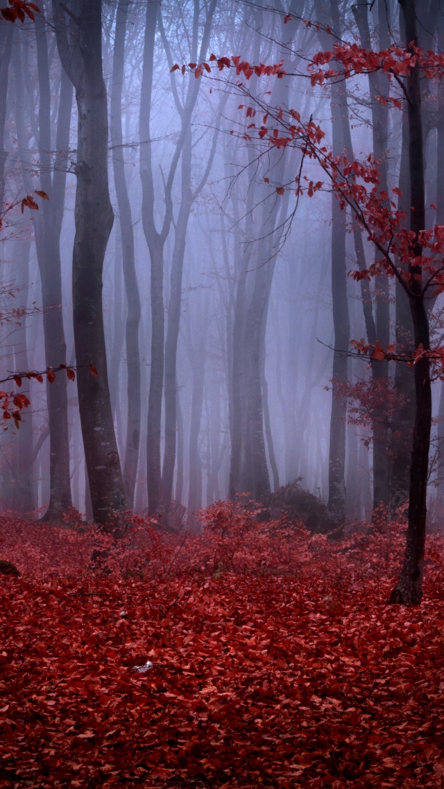 Mystical Foggy Forest In Autumn