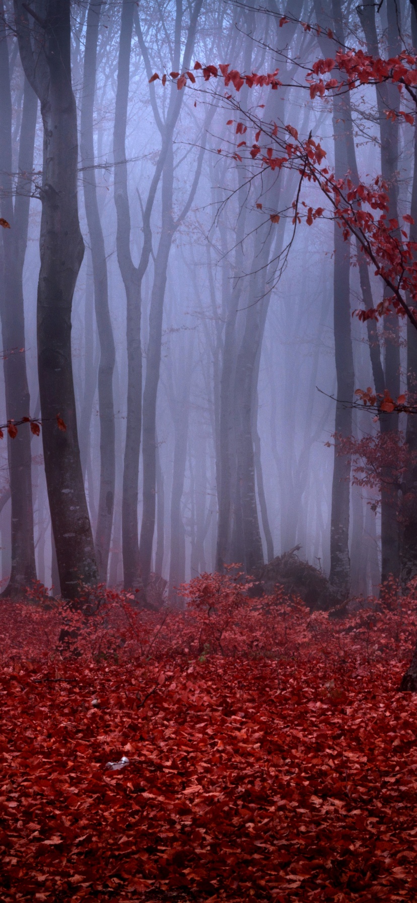 Mystical Foggy Forest In Autumn