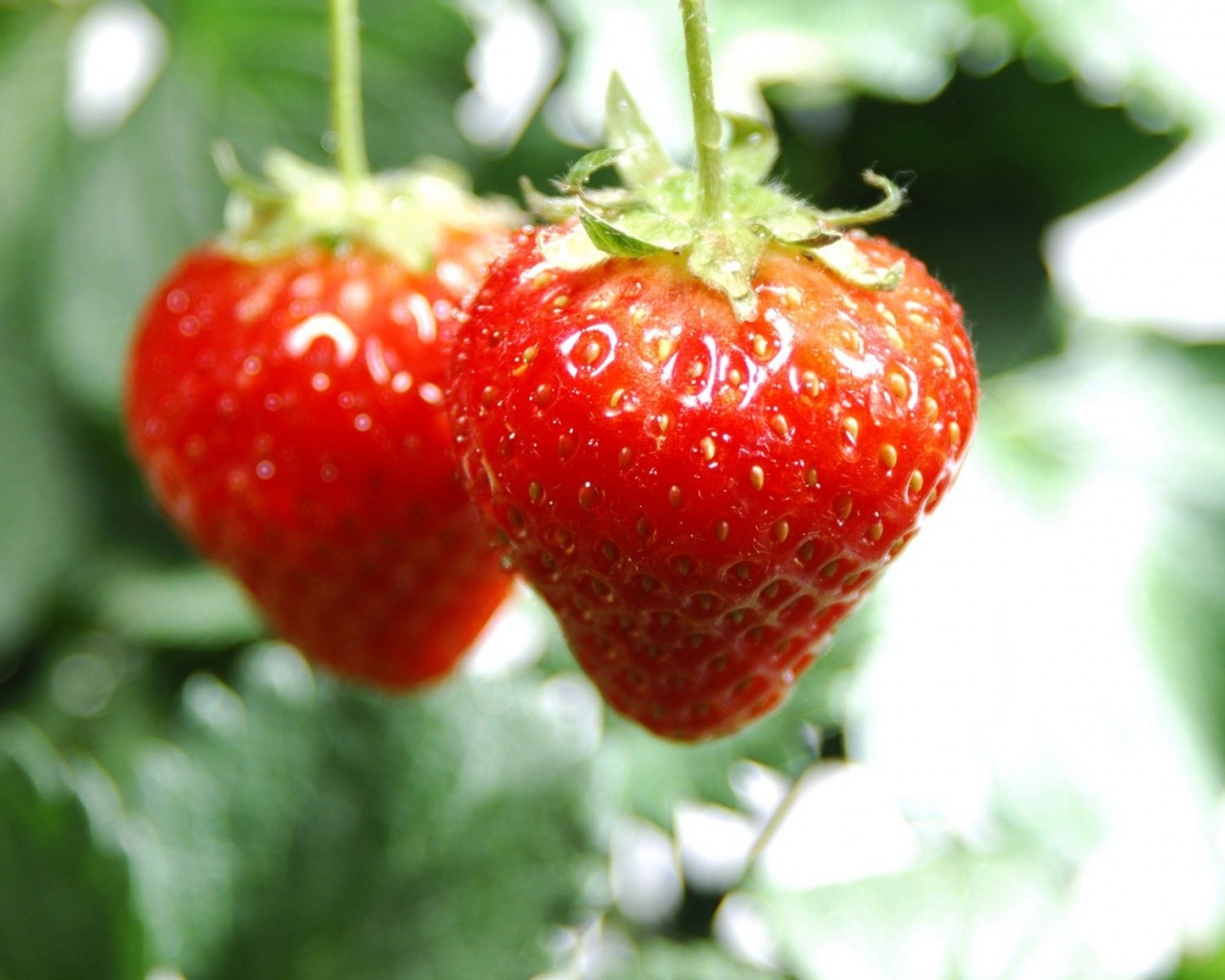 Nature Food Hanging Strawberries