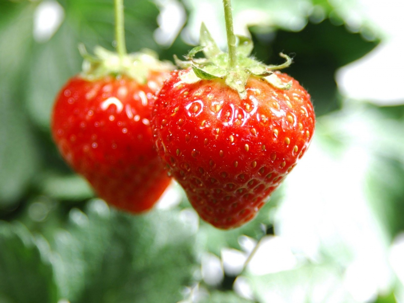 Nature Food Hanging Strawberries