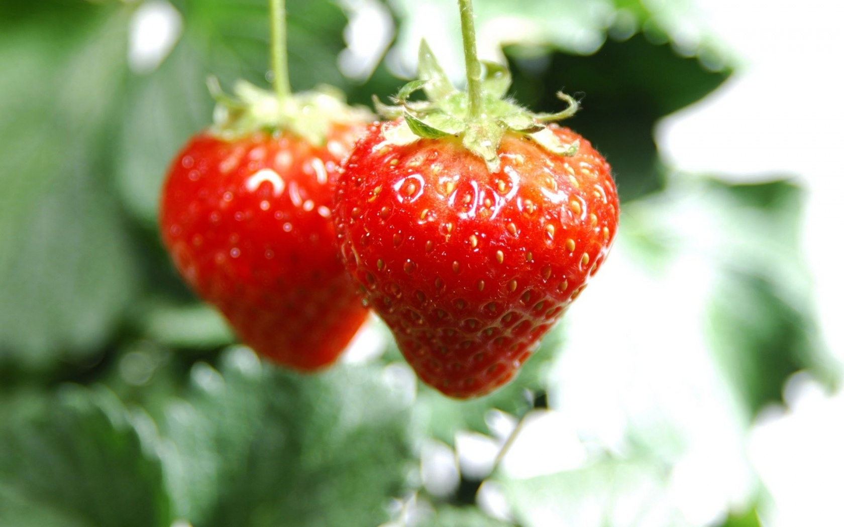 Nature Food Hanging Strawberries