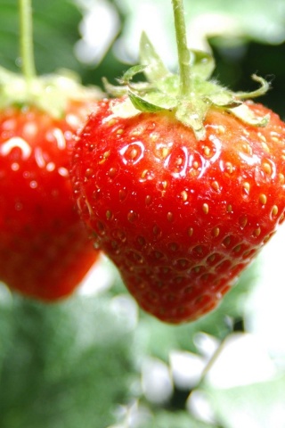 Nature Food Hanging Strawberries