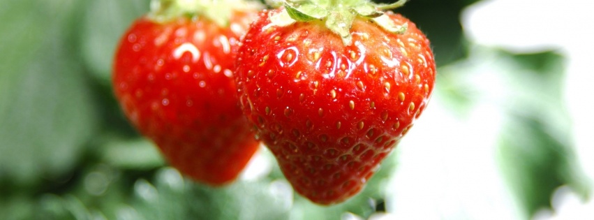 Nature Food Hanging Strawberries