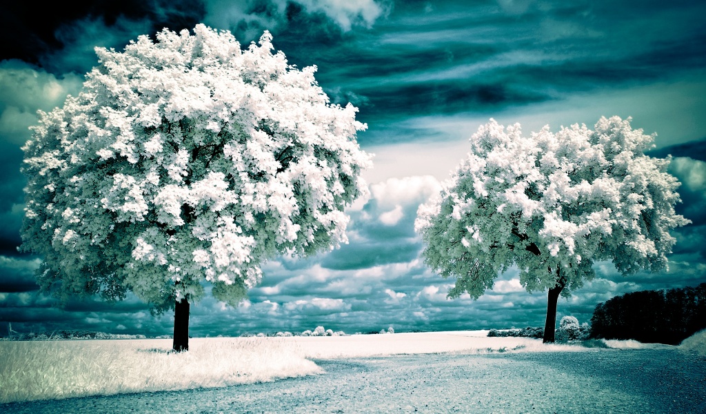 Nature Winter Landscapes