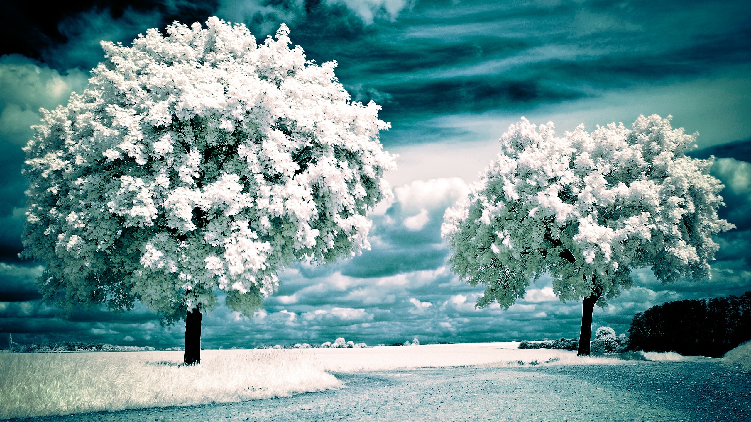 Nature Winter Landscapes