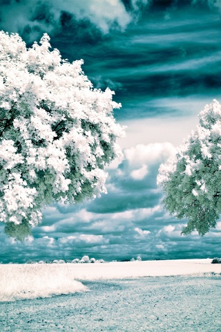 Nature Winter Landscapes