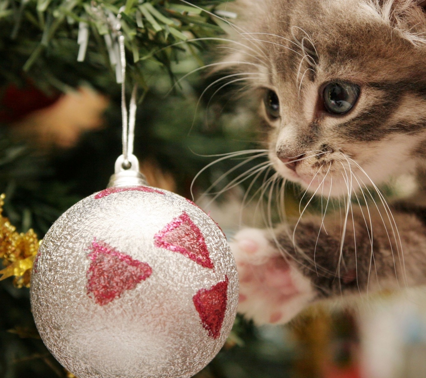 New Year Christmas Kitten