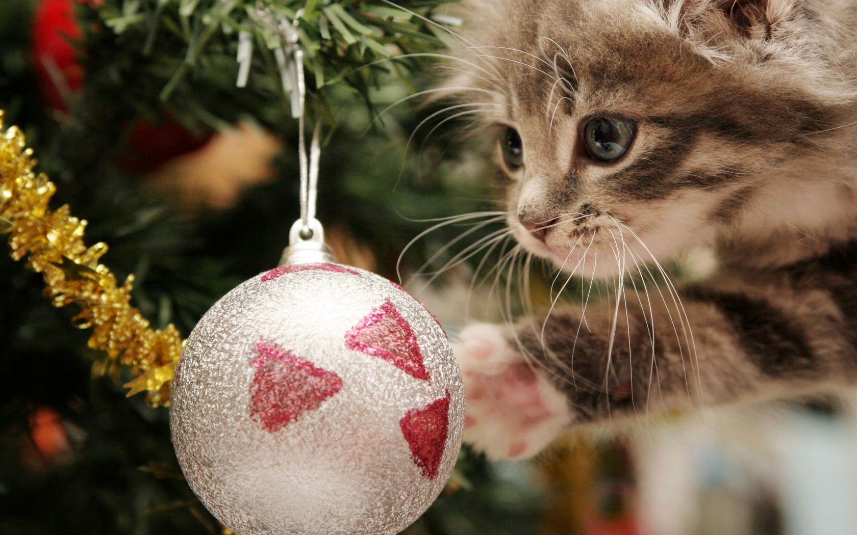 New Year Christmas Kitten