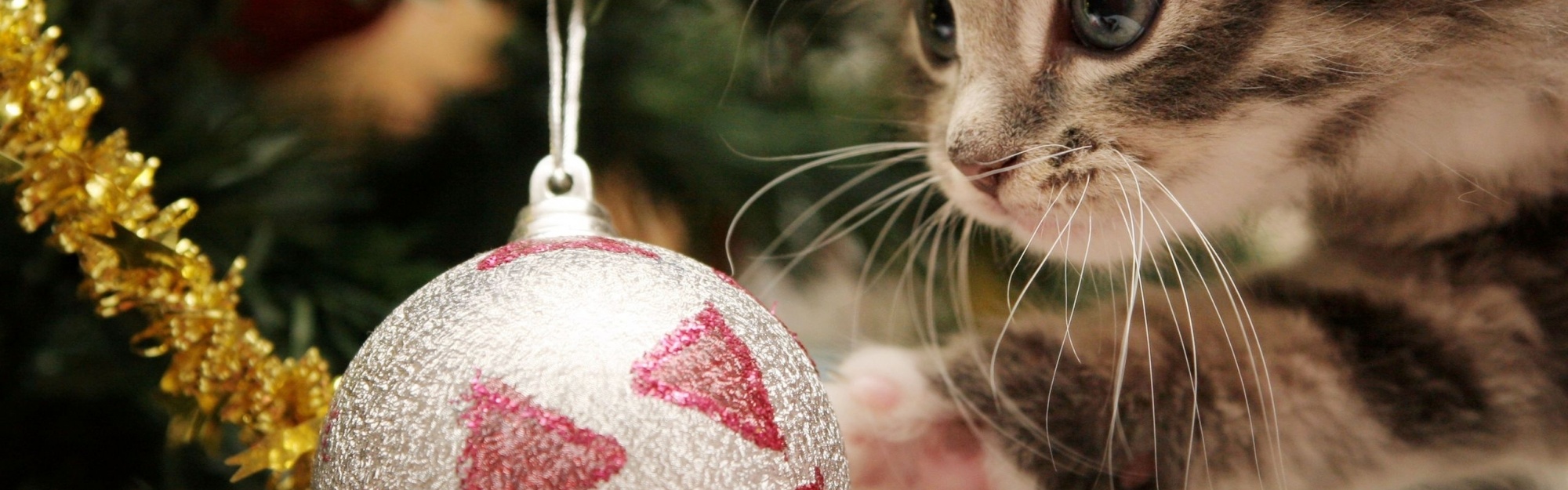 New Year Christmas Kitten