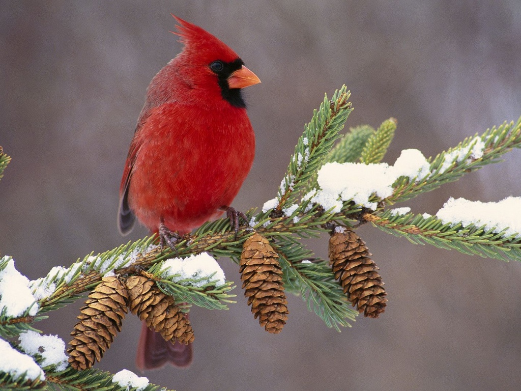 Northern Cardinal Cardinal Redbird Cones Branch Birdie