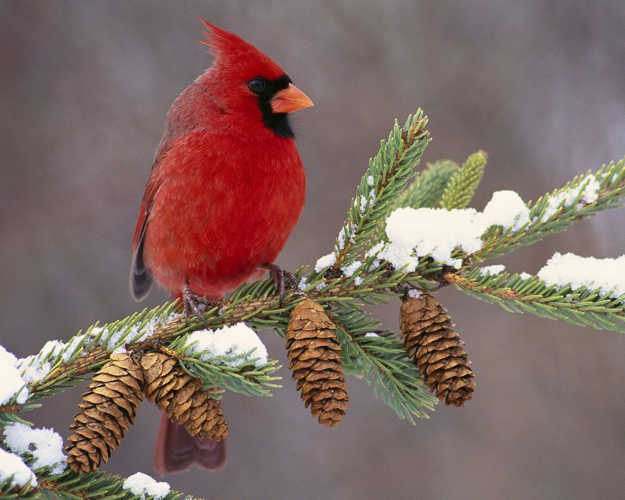 Northern Cardinal Cardinal Redbird Cones Branch Birdie