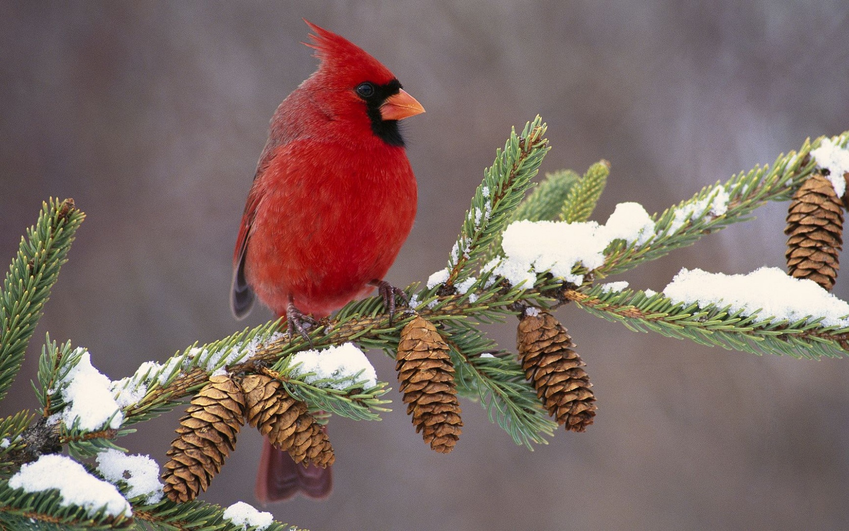 Northern Cardinal Cardinal Redbird Cones Branch Birdie