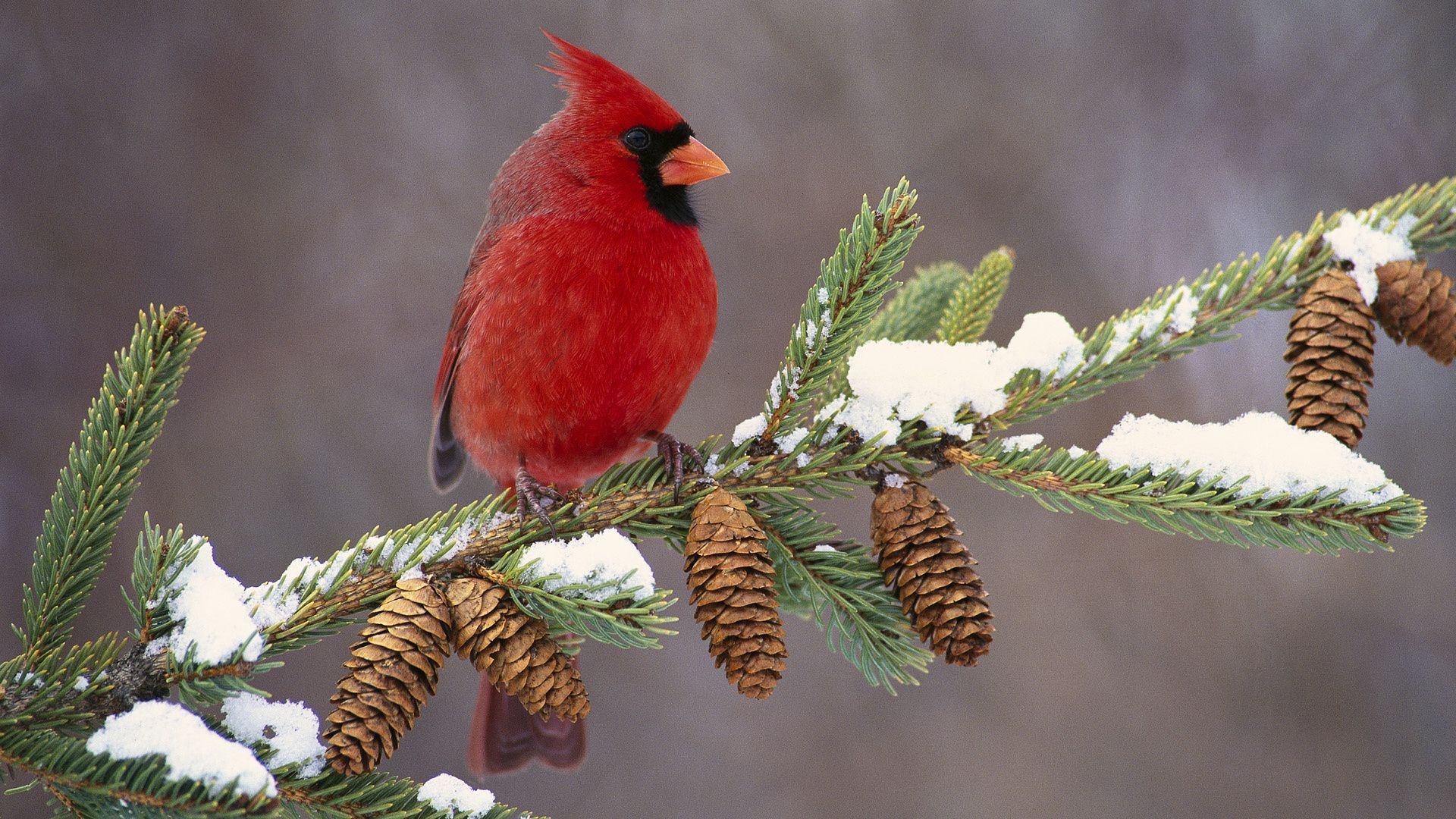 Northern Cardinal Cardinal Redbird Cones Branch Birdie