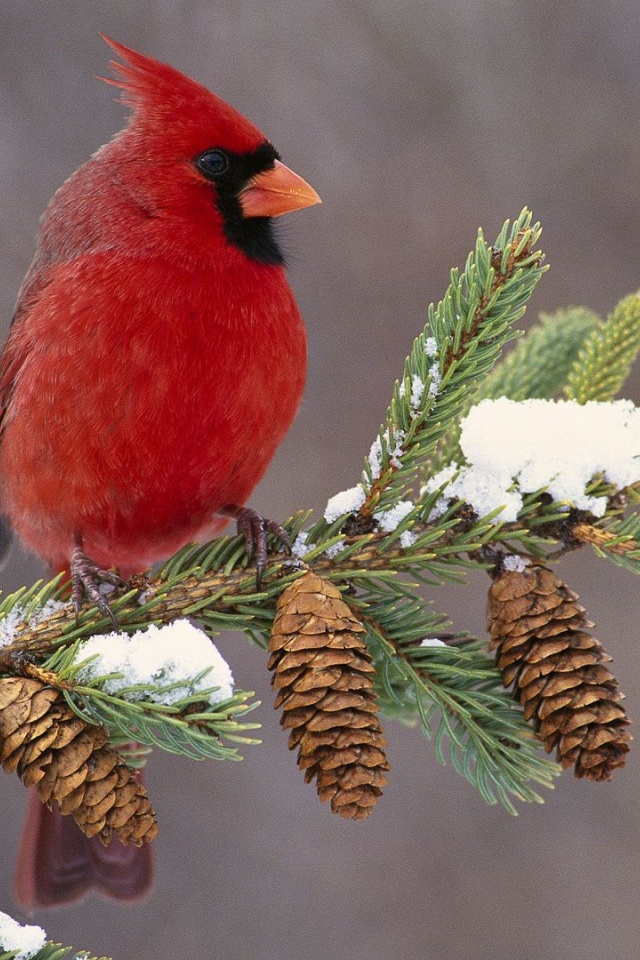 Northern Cardinal Cardinal Redbird Cones Branch Birdie