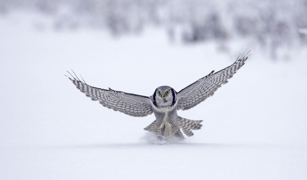 Northern Hawk Owl Flight