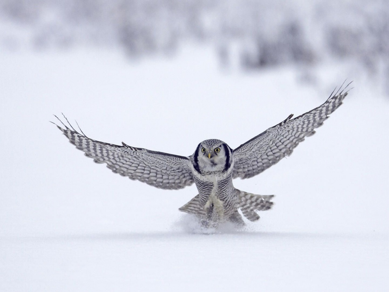 Northern Hawk Owl Flight