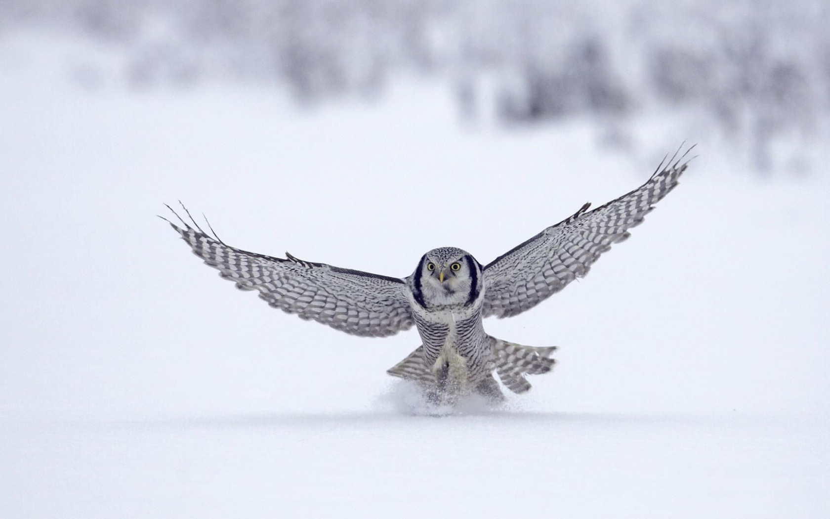 Northern Hawk Owl Flight