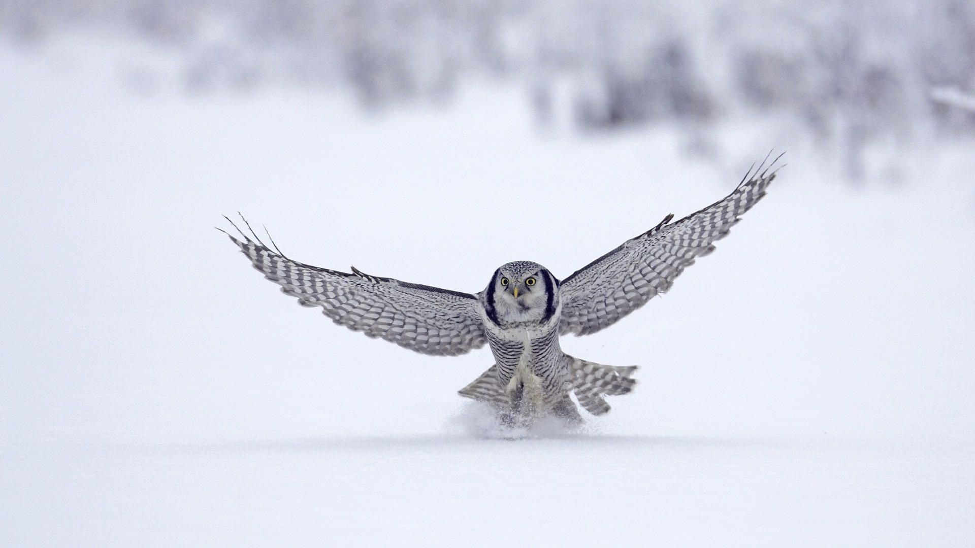 Northern Hawk Owl Flight