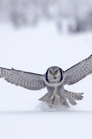 Northern Hawk Owl Flight