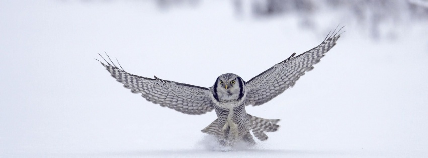 Northern Hawk Owl Flight