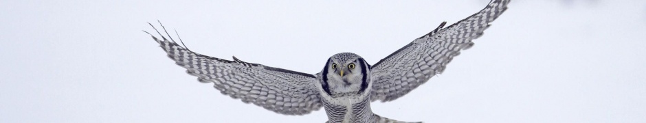 Northern Hawk Owl Flight