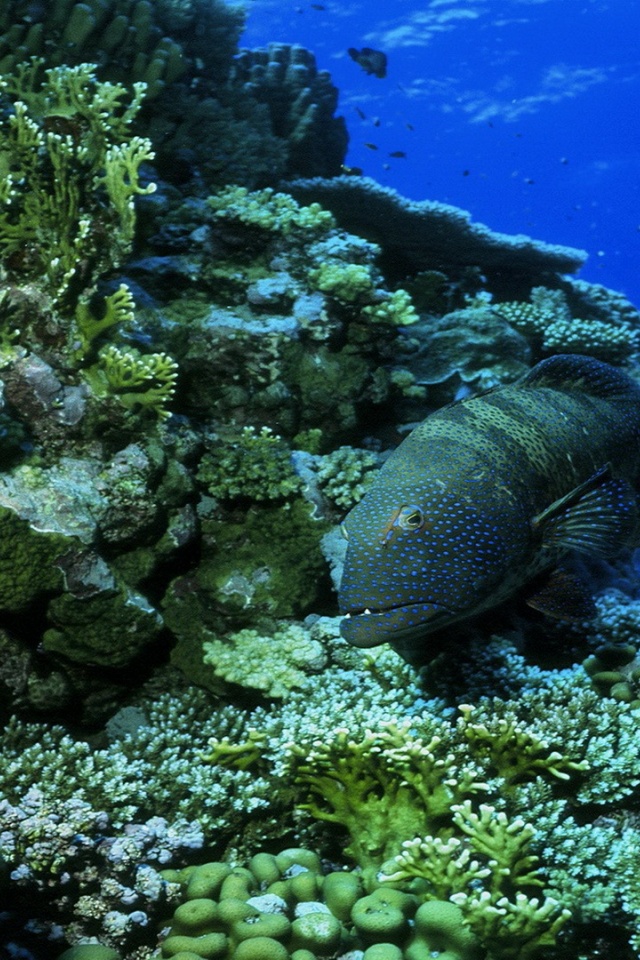 Ocean Fish Seabed Nature