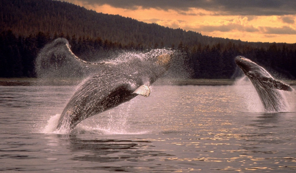 Overwater Jump Pair Sparks