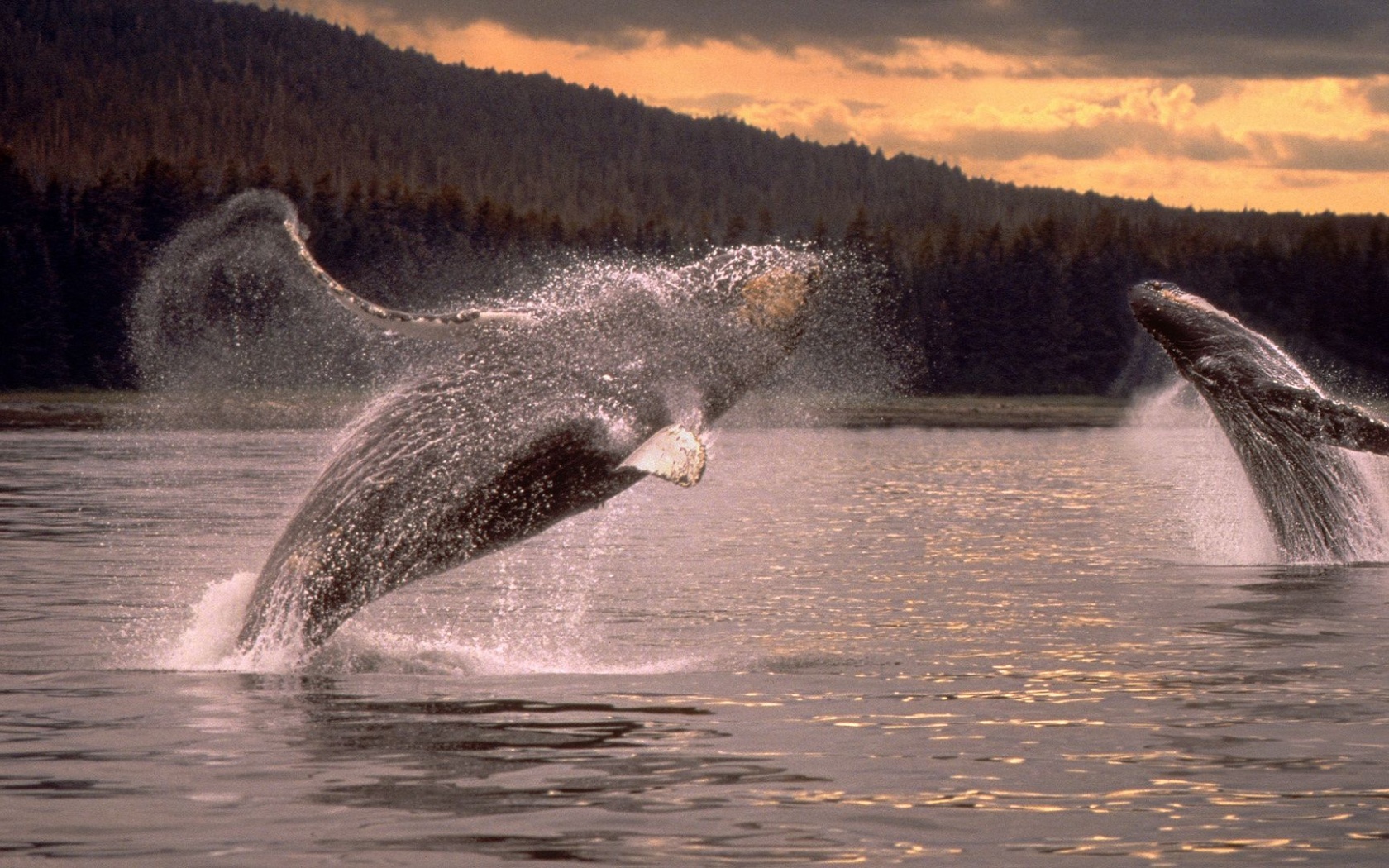 Overwater Jump Pair Sparks