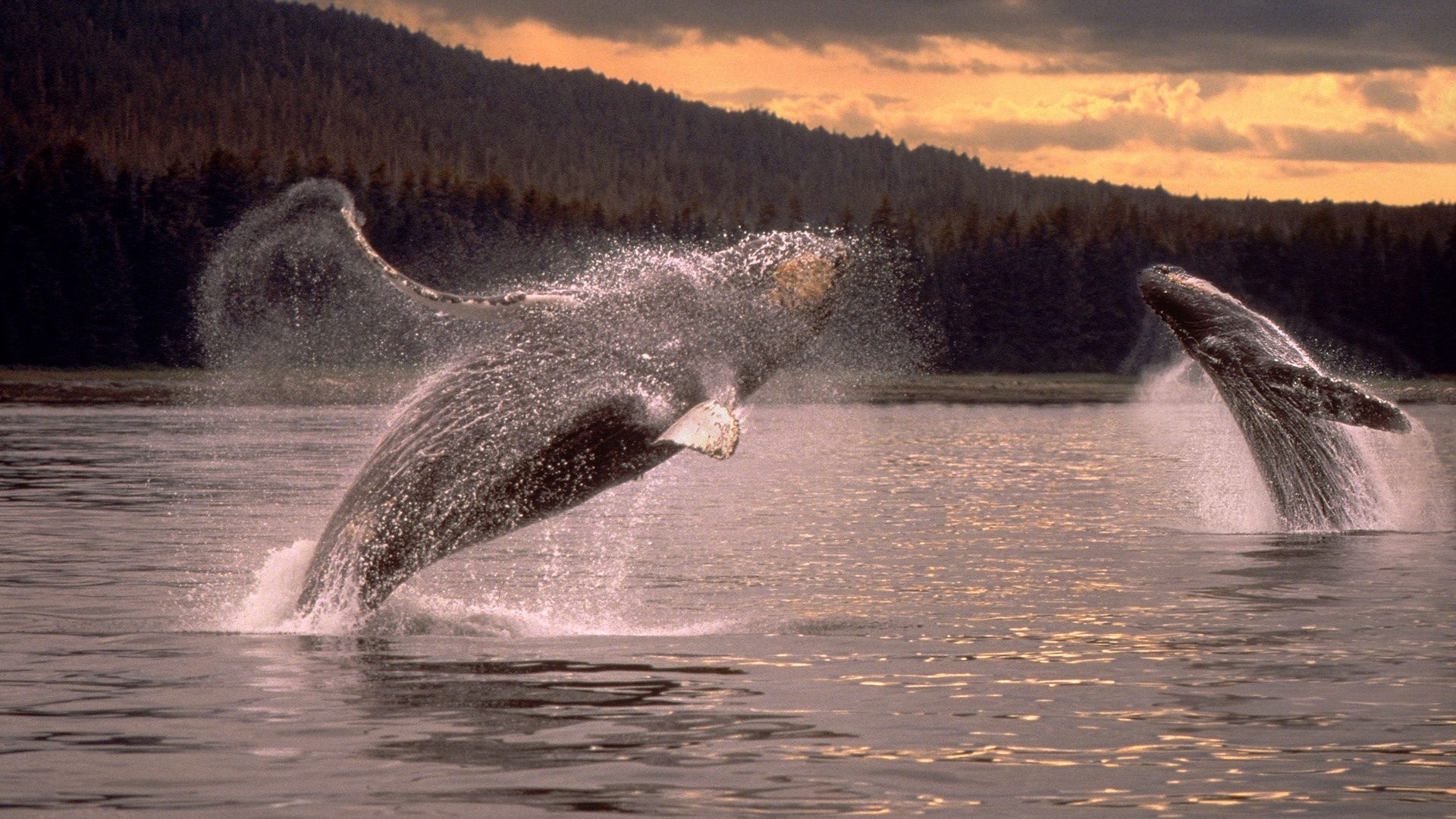 Overwater Jump Pair Sparks