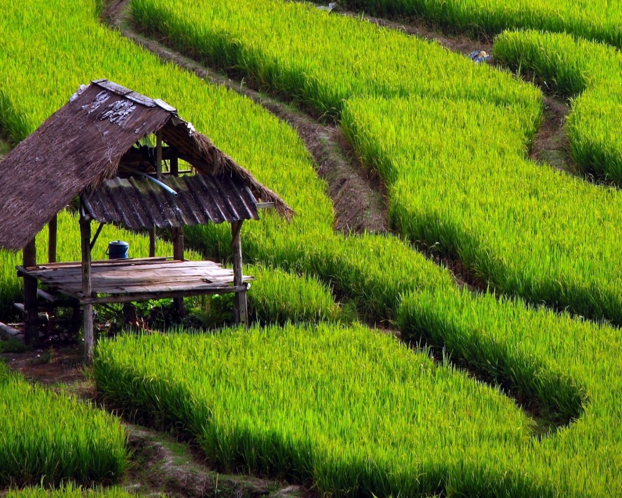 Paddy Fields Houses Beautiful Nature Landscapes