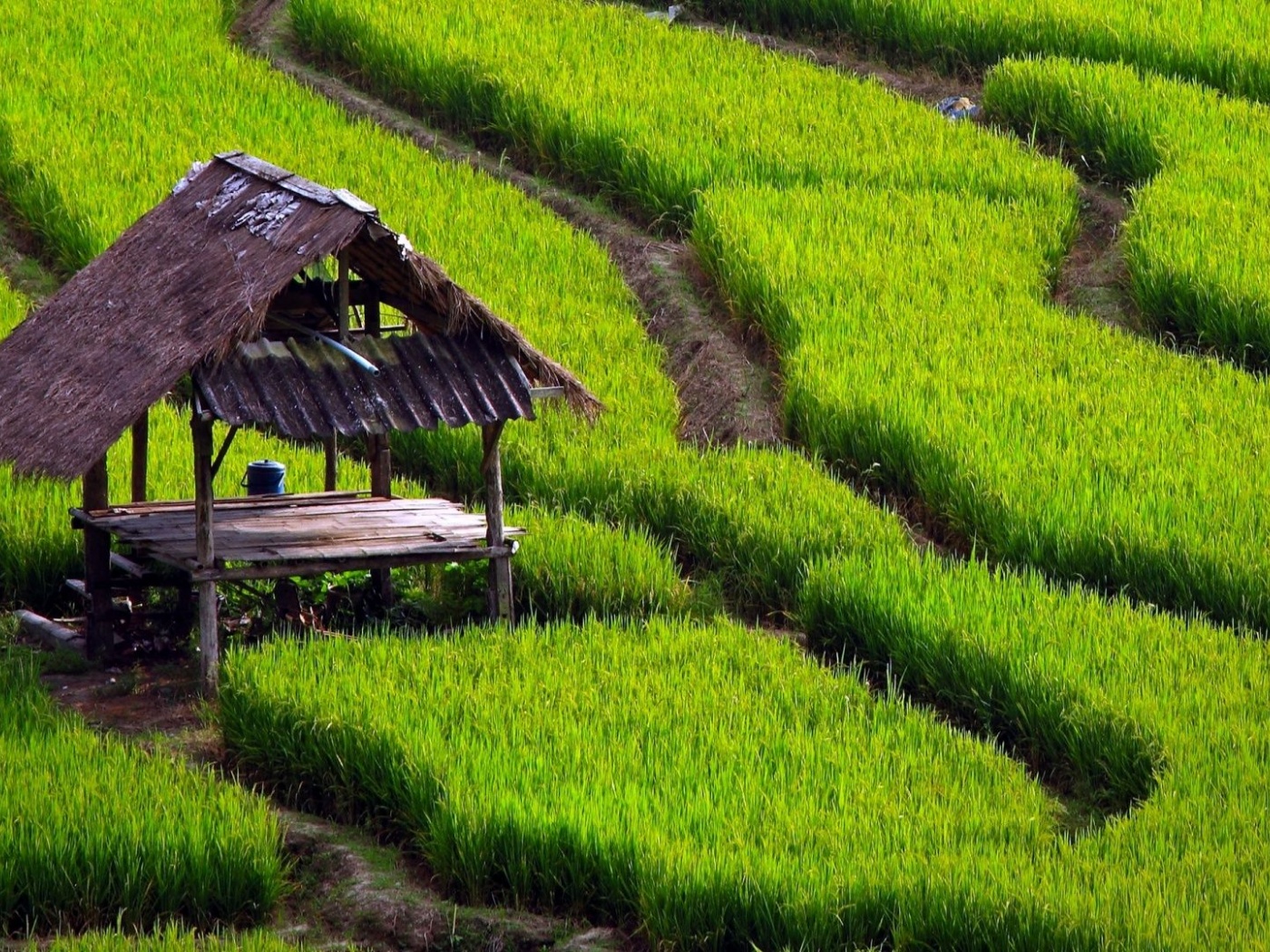 Paddy Fields Houses Beautiful Nature Landscapes